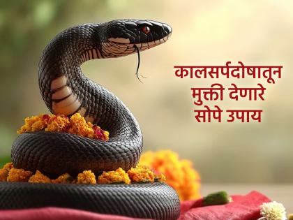 Nag Panchami 2025: These home remedies on Nag Panchami will also remove the evil of the snake! | Nag Panchami 2025: नागपंचमीला 'या' घरगुती उपायांनीदेखील दूर होईल कालसर्पदोष! Nag Panchami 2025: These home remedies on Nag Panchami will also remove the evil of the snake! | Nag Panchami 2025: नागपंचमीला 'या' घरगुती उपायांनीदेखील दूर होईल कालसर्पदोष!