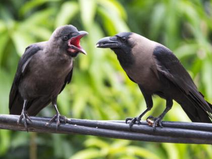 Pitru Paksha 2025: What will the crows who come in Pitru Paksha be thinking when they look at their descendants? Read | Pitru Paksha 2025: पितृपक्षात येणारे कावळे वंशजांकडे बघून काय विचार करत असतील बरं? वाचा