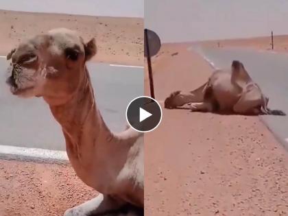 a truck driver save life of an camel by drunk him to water from bottle video goes viral on social media  | तहानेनं व्याकूळ असलेल्या उंटासाठी 'तो' बनला देवदूत; बाटलीने पाणी पाजून वाचवला जीव