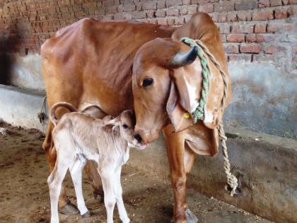 Do not go for the test of true devotion and devotees, it will cost you dearly; Read the touching story! | सच्च्या भक्तीची आणि भक्तांची परीक्षा घ्यायला जाऊ नका, महागात पडेल; वाचा मार्मिक गोष्ट!