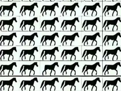 Optical illusion task find missing tail horse time only 5 seconds | अपघातात कापली गेली आहे घोड्याची शेपटी! लावा डोकं अन् शोधा घोडा, वेळ फक्त 5 सेकंद!