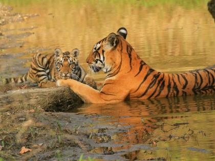 as many as 16 thousand families will have to move tiger project can affect people lives | ... तर तब्बल १६ हजार कुटुंबांना हलवावे लागेल; व्याघ्र प्रकल्पाने जनजीवनावर होऊ शकतो परिणाम