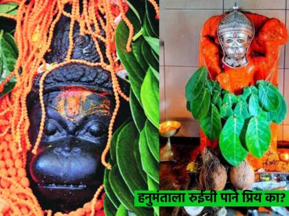 Hanuman Jayanti 2023: Why did Hanuman prefer rue garland instead of tulsi, bel, durva? Find out why! | Hanuman Jayanti 2023: तुळस, बेल, दुर्वा सोडून हनुमंताने रुईच्या हारालाच का पसंती दिली? जाणून घ्या कारण!