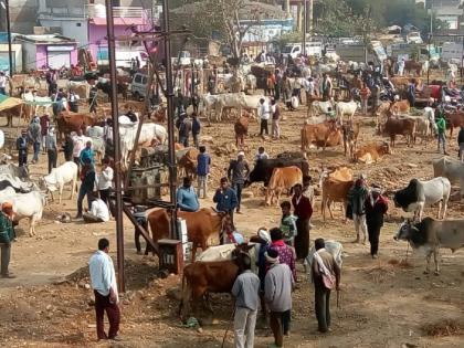 Animal market to be held for the first time after covid in solapur | कोविड नंतर पहिल्यांदाच भरणार जनावरांचा बाजार; जिल्हा प्रशासनाकडून परवानगी