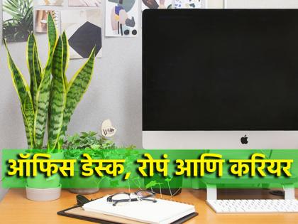 Vastu Tips: ऑफिस डेस्कवर चुकूनही ठेवू नका 'ही' रोपं; तुमच्या प्रगतीत येऊ शकतो अडथळा!