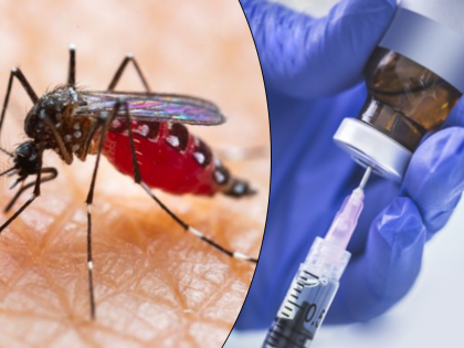 Study says super vaccine made from mosquito spit will eliminate many diseases like dengue | मोठं यश! डासांच्या थूंकीपासून तयार केली जाईल सुपर वॅक्सीन, थांबेल जगभरातील महामारी...