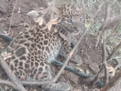 Free movement of female leopard with cubs in Bramhanda Shivara, fear among farmers | ब्राम्हंदा शिवारात मादी बिबट्याचा पिलांसह मुक्त संचार,शेतकऱ्यांमध्ये भीतीचे वातावरण