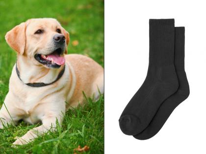 Dogs to detect malaria by sniffing people's socks say Durham university | रुग्णाला आहे का मलेरिया? मोजे हुंगून श्वान करणार पडताळणी