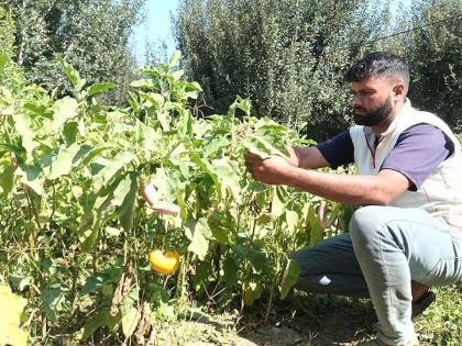 jammu kashmir shopian man earning lakhs of profit by cultivating different type of vegetables | कौतुकास्पद! शेतीमुळे तरुणाचं नशीब फळफळलं; कष्टाच्या जोरावर लाखोंचं उत्पन्न मिळवून दिलं