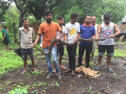 11-foot python caught on a trek | डहाणूत पकडला 11 फुटी अजगर