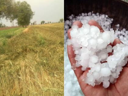 Strikes by bad weather including lightning, storms; Four persons, 26 cattle dead, 7200 hectares affected | वीज, वादळासह अवकाळीने घात; चार व्यक्ती, २६ गुरे मृत, ७२०० हेक्टरला फटका