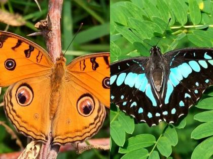 80 types of butterflies found in the solapur city; Van Vihar, living in the memory forest | शहरात आढळले ८० प्रकारचे फुलपाखरे; वन विहार, स्मृती वनात वास्तव्य  