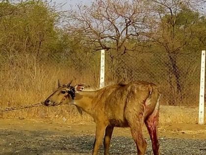 Attempts for hunting of Neel cows at Wagah near Dolarkkheda village in Muktainagar taluka | मुक्ताईनगर तालुक्यातील डोलारखेडा गावाजवळ वाघाकडून नील गायीच्या शिकारीचा प्रयत्न