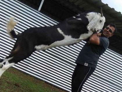 शेळीपालनातून ३६ वर्षीय मराठी युवकानं केली कोटींची कमाई; वाचा यशस्वी संघर्षगाथा शेळीपालनातून ३६ वर्षीय मराठी युवकानं केली कोटींची कमाई; वाचा यशस्वी संघर्षगाथा