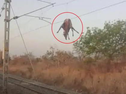 Nilgai gets stuck on power line after being hit by train; Train services suspended for two hours | रेल्वेची जोरदार धडक अन् नीलगाय थेट विद्युत वाहिनीवर; रेल्वेसेवा दोन तास ठप्प Nilgai gets stuck on power line after being hit by train; Train services suspended for two hours | रेल्वेची जोरदार धडक अन् नीलगाय थेट विद्युत वाहिनीवर; रेल्वेसेवा दोन तास ठप्प