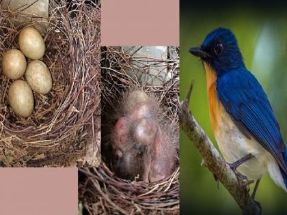 पक्षी सप्ताह विशेष: नीलिमा पक्ष्याची एकाच जागी दुसऱ्या वर्षी वीण!, यंदाचा हंगाम राहिला २६ दिवसांचा