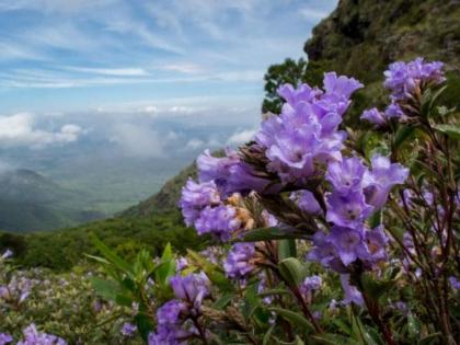 Neelakurinji flower is very special flower and it occurs once every 12 years | 12 वर्षातून एकदाच फुलतं हे फूल, दरवेळी लोक बघण्यासाठी करतात गर्दी