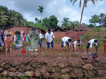 Officer Ramle in paddy cultivation .. | अधिकारी रमले भात लागवडीत.. Officer Ramle in paddy cultivation .. | अधिकारी रमले भात लागवडीत..