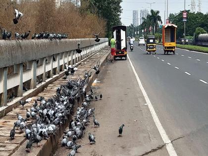 The probability of an accident due to pigeons on Palm Beach; Safety of motorcyclists at risk | पामबीचवर कबुतरांमुळे अपघाताची शक्यता; मोटारसायकलस्वारांची सुरक्षा धोक्यात