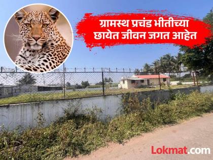 आंबेगाव तालुक्यात बिबट्याचा उच्छाद; शेतकरी भयभीत, घर अन् गोठ्यांना तारेची जाळी