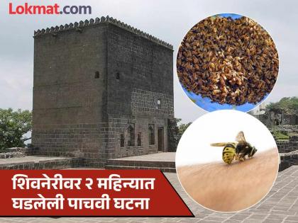 Nearly 170 stings on mouth and neck removed One person's skill bee attack on Shivneri again | तोंड, मानेवर डंख; जवळपास १७० काटे काढले, पर्यटकाची कुशलता, शिवनेरीवर पुन्हा मधमाशांचा हल्ला Nearly 170 stings on mouth and neck removed One person's skill bee attack on Shivneri again | तोंड, मानेवर डंख; जवळपास १७० काटे काढले, पर्यटकाची कुशलता, शिवनेरीवर पुन्हा मधमाशांचा हल्ला