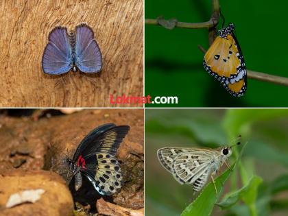 Are butterfly habitats being destroyed? 'Butterfly Month' starts from September | Butterfly Month: फुलपाखरांचा अधिवास नष्ट होतोय का? सप्टेंबर महिन्यापासून सुरु होतोय ‘बटरफ्लाय मंथ’