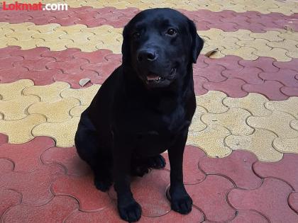 Death of beloved drug buster Leo dog Worked for last 8 years in pune police | अंमली पदार्थांचा भांडाफोड करणाऱ्या लाडक्या ‘लिओ’चा मृत्यू; गेल्या ८ वर्षांपासून होता कार्यरत