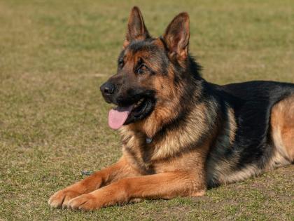 'Durga' dog finds accused in identity parade during investigation; Murderer's husband sentenced to life imprisonment | ‘दुर्गा’ श्वानाने तपासात ओळख परेडमधून शोधला आरोपी; खून करणाऱ्या पतीला जन्मठेपेची शिक्षा
