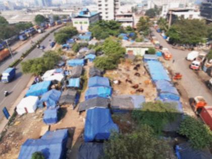 Stables with huts on CIDCO land near APMC | एपीएमसीजवळ सिडकोच्या भूखंडावर झोपड्यांसह तबेला