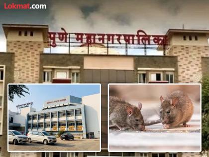 Pune Municipal Corporation Measures to prevent rat infestation in theaters begin | पुणे महापालिकेला आली जाग; नाट्यगृहातील उंदराचा सुळसुळाट रोखण्यासाठी उपाययोजनेला सुरुवात Pune Municipal Corporation Measures to prevent rat infestation in theaters begin | पुणे महापालिकेला आली जाग; नाट्यगृहातील उंदराचा सुळसुळाट रोखण्यासाठी उपाययोजनेला सुरुवात