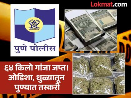 Widespread sale begins in Pune city 64 kg of ganja worth Rs 13 lakh seized | भीती राहिलीच नाही! पुणे शहरात सर्रासपणे विक्री सुरु; १३ लाखांचा तब्बल ६४ किलो गांजा जप्त Widespread sale begins in Pune city 64 kg of ganja worth Rs 13 lakh seized | भीती राहिलीच नाही! पुणे शहरात सर्रासपणे विक्री सुरु; १३ लाखांचा तब्बल ६४ किलो गांजा जप्त