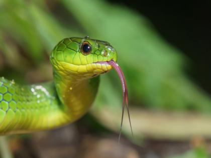 Woman dies of snakebite in Baramati Relatives allege delay in treatment | बारामतीत सर्पदंशाने महिलेचा मृत्यू; नातेवाईकांचा आरोप, उपचाराला उशीर झाला म्हणून... Woman dies of snakebite in Baramati Relatives allege delay in treatment | बारामतीत सर्पदंशाने महिलेचा मृत्यू; नातेवाईकांचा आरोप, उपचाराला उशीर झाला म्हणून...