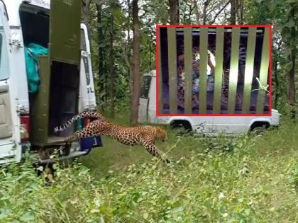 Nagpur | troublesome female leopard of Koradi area finally caged | कोराडी परिसरात धुमाकूळ घालणारी मादी बिबट अखेर जेरबंद