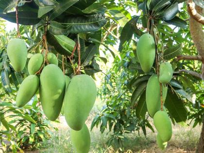 3.5 kg weight, price Rs 1200, only 10 trees left of this rare Noorjahan Mango, Madhya Pradesh government worried | ३.५ किलो वजन, १२०० रुपये किंमत, या दुर्मीळ आंब्याची उरलीत केवळ १० झाडं, मध्य प्रदेश सरकार चिंतीत 