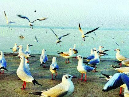 Do not feed single birds, because ... - Appeal for birds | सिंगल पक्ष्यांना खाद्य देऊ नका, कारण... - पक्षिमित्रांचे आवाहन