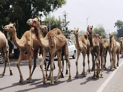 Nashik: End camel talk; 152 camels from Tapobhumi Nashik will return to their native 'Marubhumi', Collector has decided | Nashik: उंटांच्या चर्चेवर पुर्णविराम; तपोभूमी नाशिकमधून १५२ उंट मूळ ‘मरुभूमी’कडे परतणार, जिल्हाधिकारी यांनी घेतला निर्णय