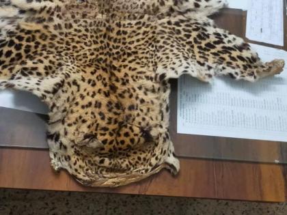 smuggling of leopard skins, chinkara and nilgai horns; Three youths in the forest department's trap | बिबट्याची कातडी,  चिंकारा अन निलगायीच्या शिंगांची तस्करी; तिघे युवक वनखात्याच्या  सापळ्यात