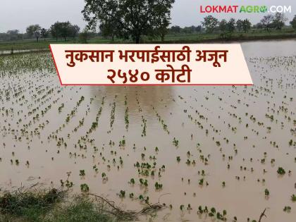 Approval for distribution of Rs 2,540 crore to help farmers affected by heavy rains; How much fund for which district? | अतिवृष्टीमुळे बाधित झालेल्या शेतकऱ्यांना मदतीसाठी २,५४० कोटी वितरणास मान्यता; कोणत्या जिल्ह्याला किती निधी? Approval for distribution of Rs 2,540 crore to help farmers affected by heavy rains; How much fund for which district? | अतिवृष्टीमुळे बाधित झालेल्या शेतकऱ्यांना मदतीसाठी २,५४० कोटी वितरणास मान्यता; कोणत्या जिल्ह्याला किती निधी?