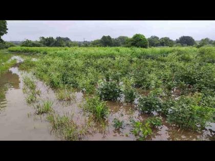 Due to heavy rain 2.4 lakh hectares affected, 610 animals died, Panchnama started | अवकाळीमुळे २.४ लाख हेक्टर बाधित, ६१० जनावरांचा मृत्यू, पंचनामे सुरु