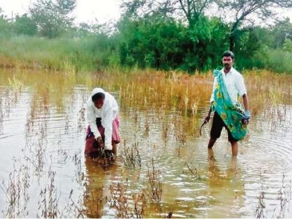 345.99 crores of fund required for farmers affected by excessive rainfall; More than 33 percent loss of crops on 2.54 lakh hectares | अतिवृष्टीग्रस्त शेतकऱ्यांसाठी हवे ३४५.९९ कोटी; २.५४ लाख हेक्टरवरील पिकांचे ३३ टक्केपेक्षा जास्त नुकसान