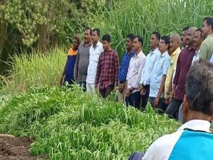 Ganja trees planted in sugarcane, case registered against father-son in Gadhinglaj | Kolhapur News: ऊसात लावली गांजाची झाडं, बाप-लेकावर गुन्हा दाखल; साडेसात लाखांचा गांजा जप्त 