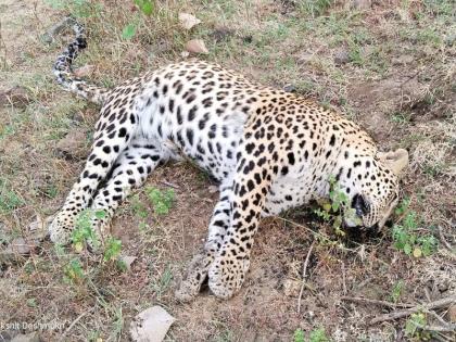 Suspicious death of leopard in Barbhai Tanda Shivara | बारभाई तांडा शिवारात बिबट्याचा संशयास्पद मृत्यू