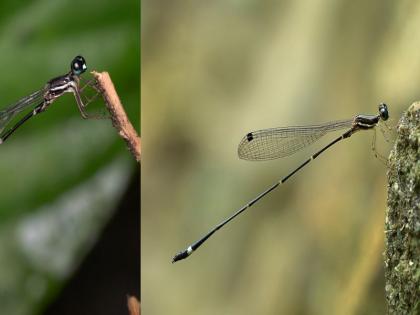 New Protosticta armageddonia found; Registered with Zoological Survey of India Office, Pune | नवीन चतुर सापडला; पुण्यातील भारतीय प्राणीशास्त्र सर्वेक्षण कार्यलयात केली नोंदणी