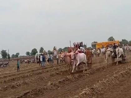 Goran pair first in state level bullock cart race Participation of 31 bullock cart competitors | राज्यस्तरीय बैलगाडा शर्यतीत गोराणेची जोडी प्रथम; ३१ बैलगाडा स्पर्धकांचा सहभाग