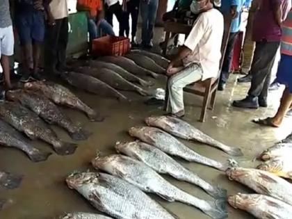 Unique fish caught in a net, Odisha fisherman became a billionaire overnight | जाळ्यात अडकले अनोखे मासे, एका रात्रीत ओडिशाचे मच्छिमार झाले कोट्यधीश