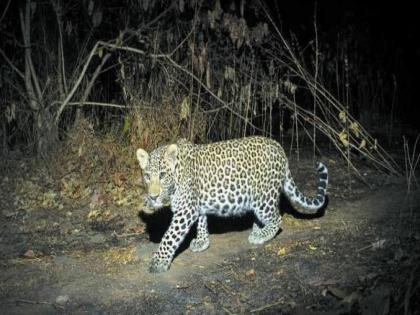 Leopard reappeared in Aret; The patrol of the rescue team has been continuously increased in Aarey Colony | आरेत पुन्हा दिसला बिबट्या; आरे कॉलनीत सातत्याने रेस्क्यू टीमची गस्त वाढवली