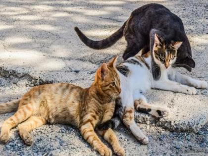 Sterilization of stray cats now; Decision of Urban Development Department | आता भटक्या मांजरींची नसबंदी; नगरविकास विभागाचा निर्णय