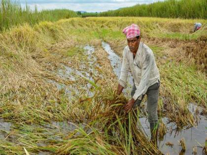 distressed farmers; Fluctuations in all three seasons including rainfall | संकटग्रस्त शेतकरी; पावसासह तिन्ही ऋतूंमध्ये चढ-उतार