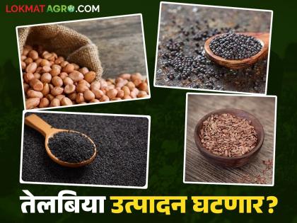 Oilseed Crop : उशिरा पेरणीने बदलले पीकचित्र; तेलबिया उत्पादन धोक्यात
