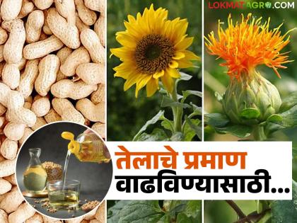 Use 'this' nutrient to increase oil content in oilseed crops; Read in detail | तेलवर्गीय पिकांत तेलाचे प्रमाण वाढविण्यासाठी करा 'ह्या' अन्नद्रव्याचा वापर; वाचा सविस्तर Use 'this' nutrient to increase oil content in oilseed crops; Read in detail | तेलवर्गीय पिकांत तेलाचे प्रमाण वाढविण्यासाठी करा 'ह्या' अन्नद्रव्याचा वापर; वाचा सविस्तर